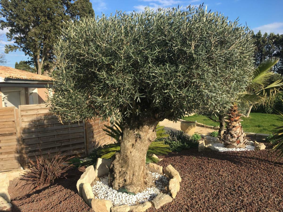 Gites Le Mas Guiraud Beaucaire  Esterno foto